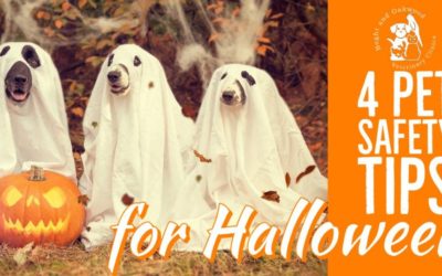 4 Pet Safety Tips for Halloween