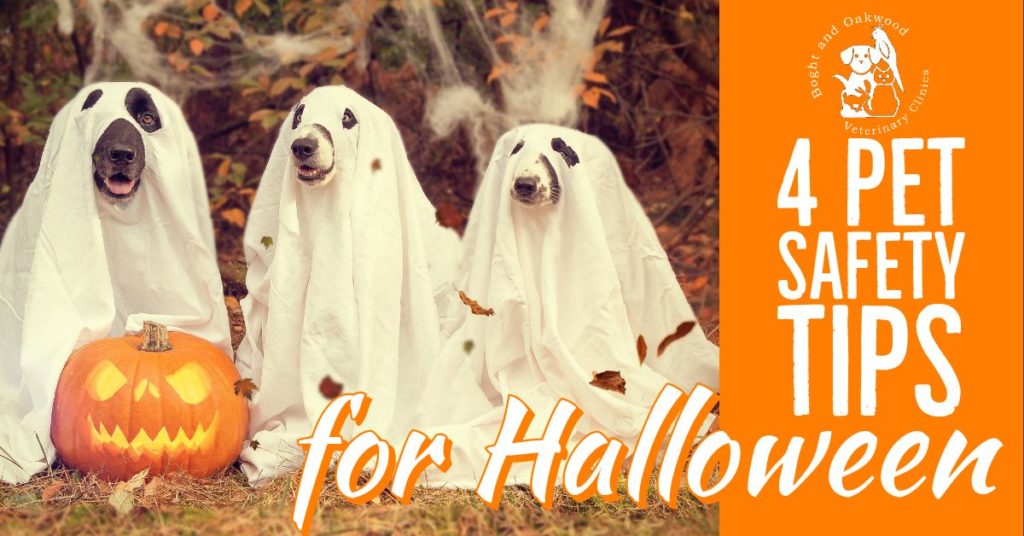 4 Pet Safety Tips for Halloween